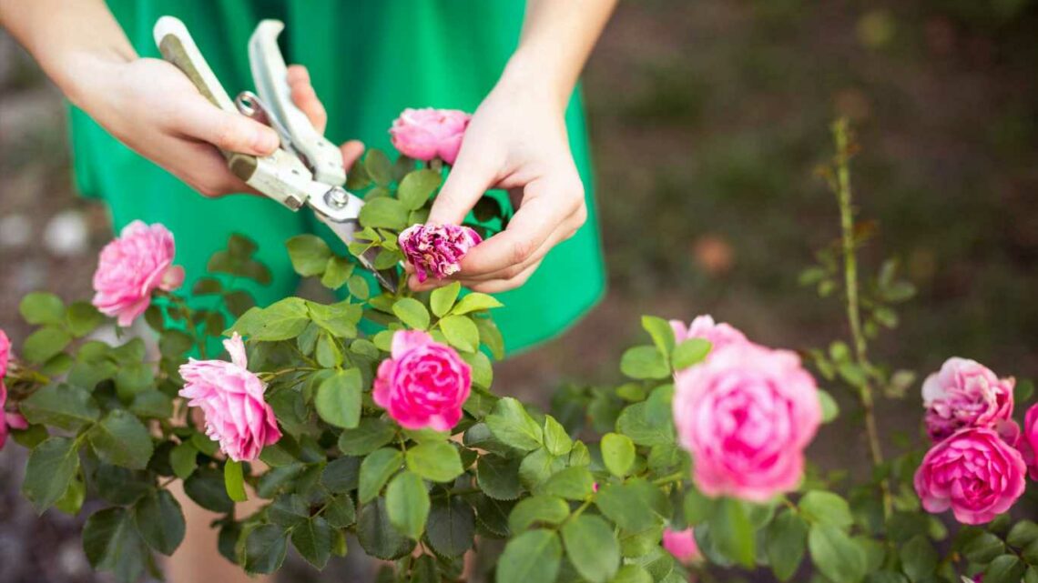Gardeners share the best time to prune your rose bushes to make sure they bloom every year | The Sun