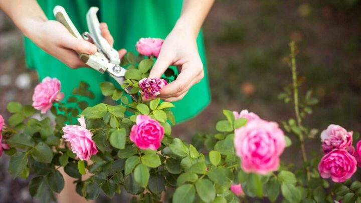 Gardeners share the best time to prune your rose bushes to make sure they bloom every year | The Sun