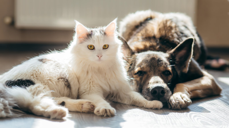 Cats and dogs get dementia. Here’s how to spot the signs