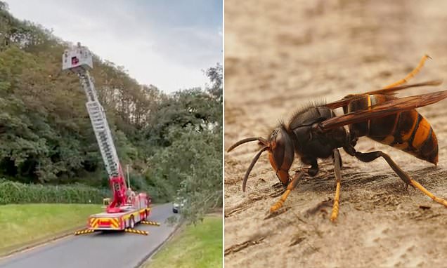 Firefighters deploy crane after Asian hornet nest discovered in tree