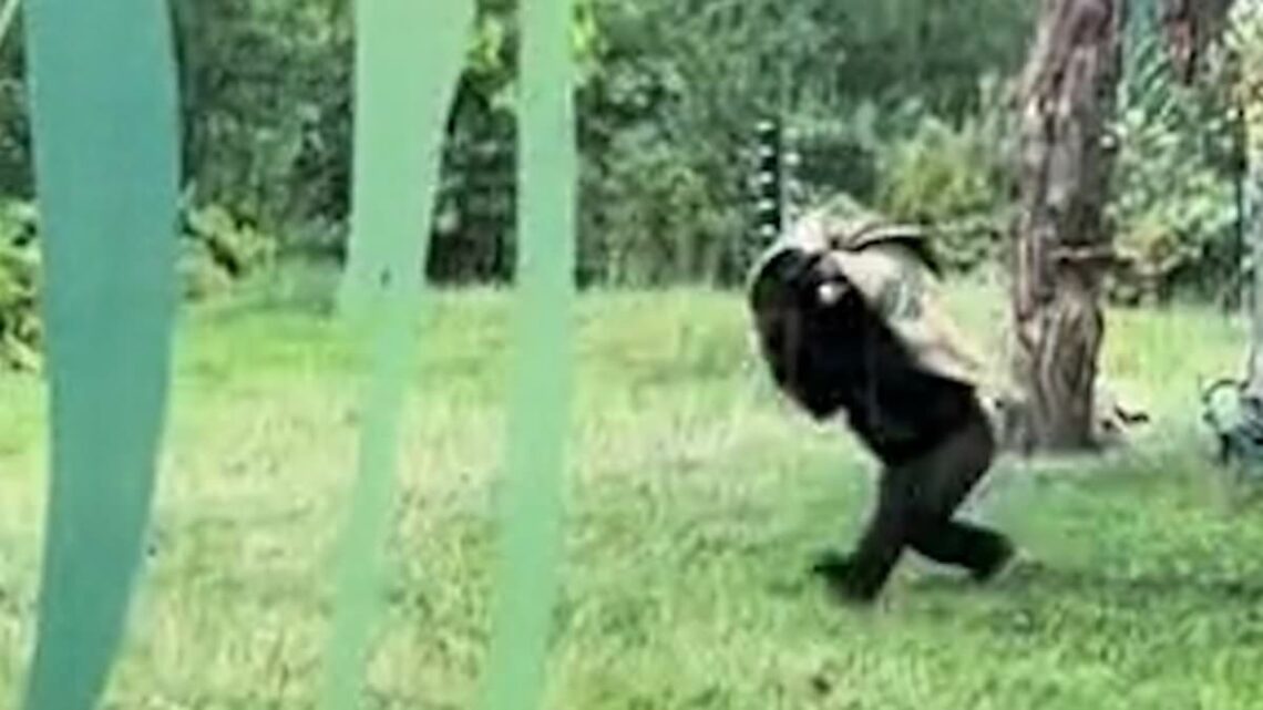 Moment Gorillas run for cover in the pouring rain at London Zoo