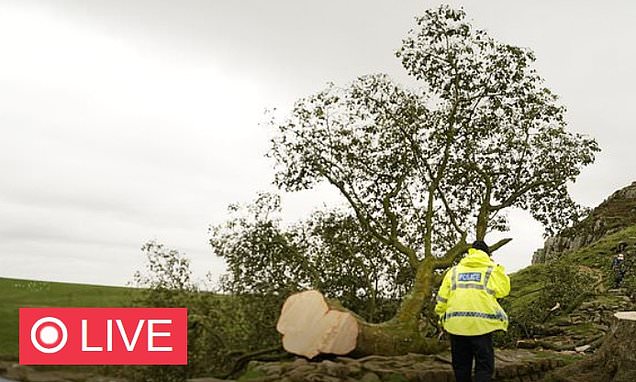 Sycamore Gap tree felled: LIVE updates as police hunt for culprits