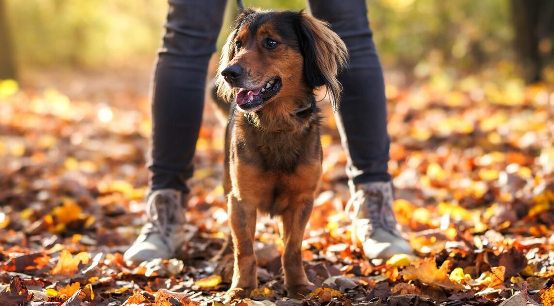 Dog owners warned about hazardous autumn walks – and hidden danger of leaves