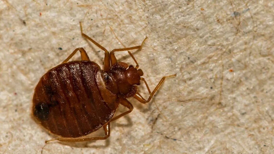 The telltale SMELL that means you've got a bed bug infestation – and how to exterminate them | The Sun