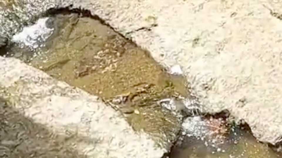 If you spot the turtle hiding on the sidewalk in less than seven seconds, you may have a high IQ | The Sun